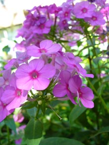 flowers in a Co-op garden