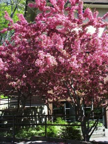 apple tree covered with blossoms